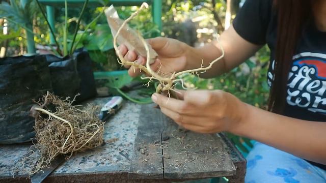 HOW TO PROPAGATE SELLOUM PLANTS/ BASIC CARE TIPS/ MADALING PARAMIHIN #selloum #trending #viral смотреть онлайн