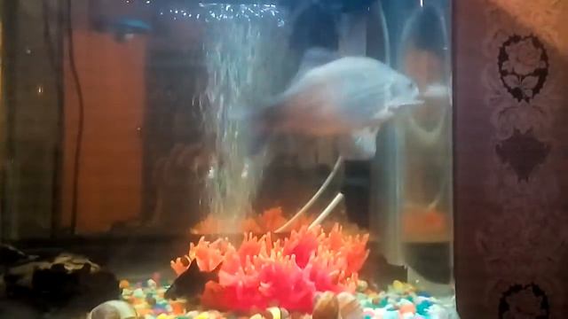 Изучение поведения Карася в домашних условиях ))) смотреть онлайн