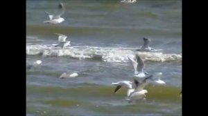 У моря, у синего моря