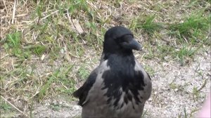 Серые вороны в городе