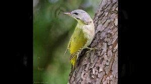 Зеленый дятел