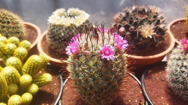 Mammillaria perezdelarosae, información y cuidados.??? смотреть онлайн