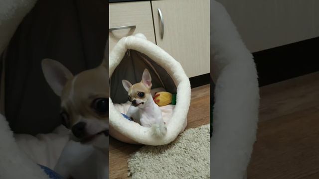 песня про чихуахуа смотреть онлайн