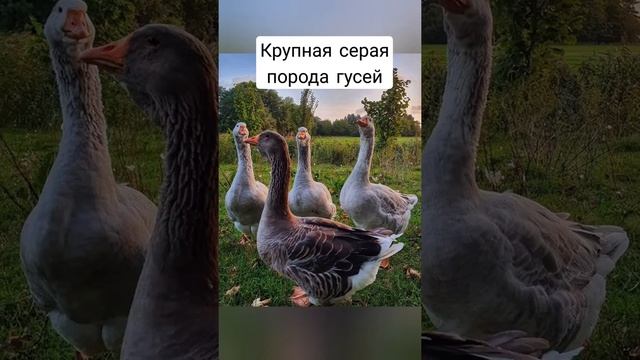 Крупная серая порода гусей #гуси#птицеводство#птичник#гуси#породыгусей#крупнаясераяпородагусей смотреть онлайн