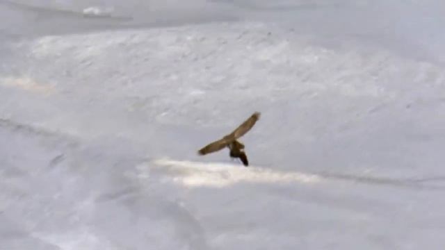 Berkut is a winged killer attacking people and wolves! Golden eagle against deer and fox! смотреть онлайн