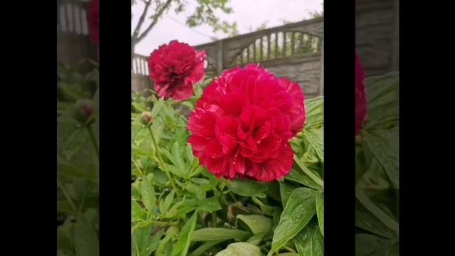 #красные_пионы #моя_дача #AleksChizh 146. Пионы как розы, 2020 год смотреть онлайн