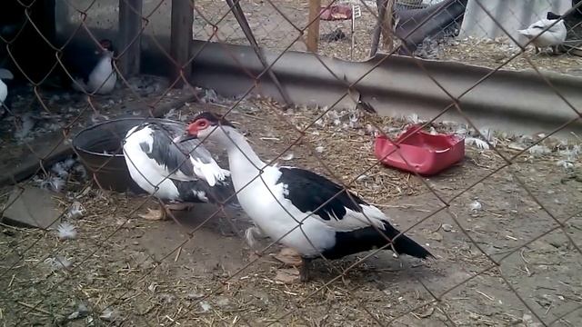 МУСКУСНЫЕ УТКИ ТЯЖЁЛАЯ ЛИНИЯ. ПЕТУХ ИЛИ КУРОЧКА?КАК ОПРЕДЕЛИТЬ МЯСНАЯ ГОЛОШЕЙКА. 24 квітня 2020 р. смотреть онлайн