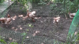 Переносной загон для кур