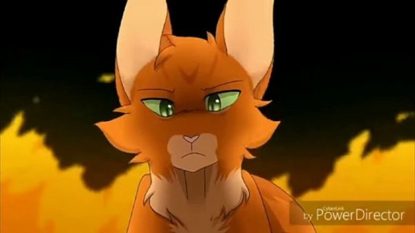 warrior cat~take it off