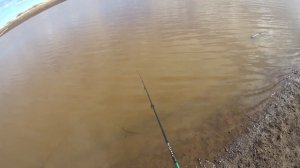 Ловля плотвы на лёгкую донку весной