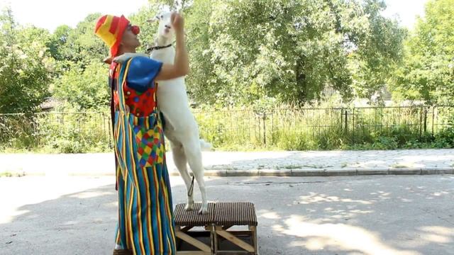 Умная коза смотреть онлайн
