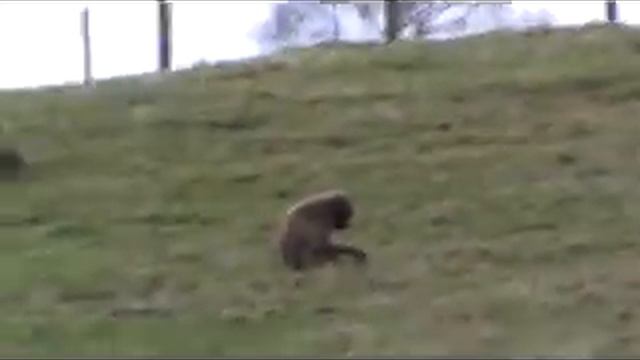 edinburgh zoo 2 смотреть онлайн