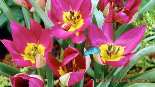 Тюльпан ботанический Першн Перл (persian pearl) ? обзор: как сажать, луковицы тюльпаны Першн Перл смотреть онлайн