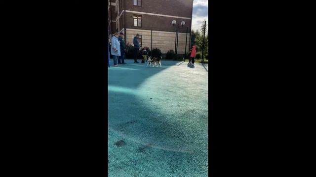 Игры Бигля С Друзьями / Beagle Games With Friends ♥ смотреть онлайн