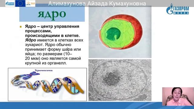 20. 6 класс Биология Алимахунова Айзада Кумахуновна смотреть онлайн