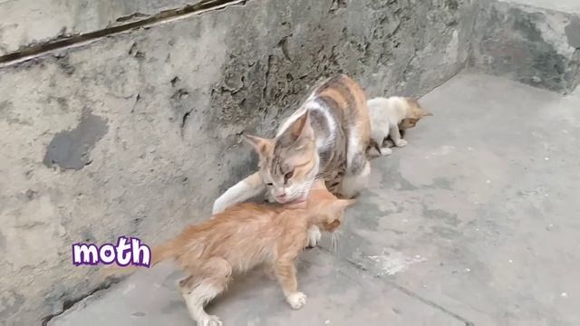 Mother Cat Attacking Orphan Kitten After Smelling Her смотреть онлайн