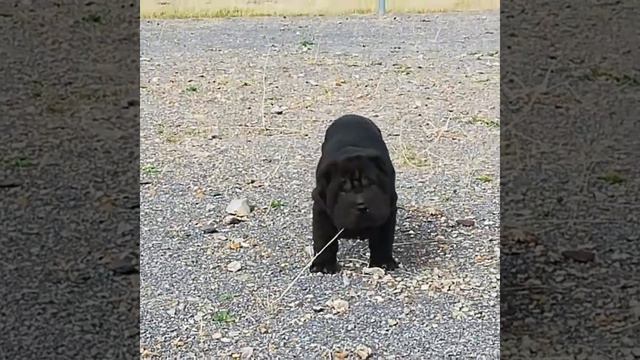 Cachorro sharpei Negro смотреть онлайн