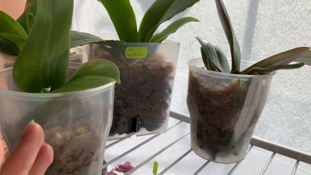 Адаптация Азиатских орхидей + обзор новых растюх смотреть онлайн