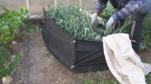 Необычное окучивание лука-порея. Эксперимент.