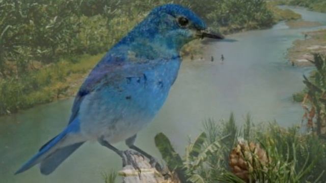 Райские птицы. смотреть онлайн