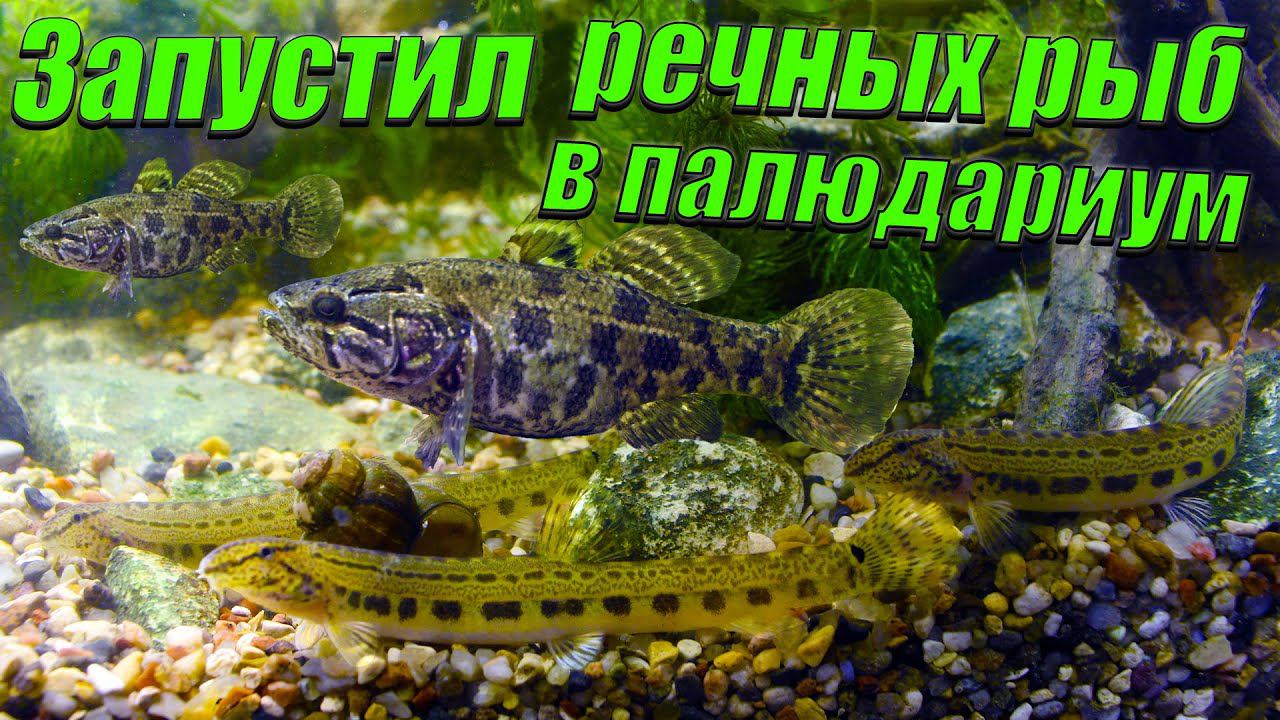 Запустил в речной палюдариум речных рыб и рака! смотреть онлайн
