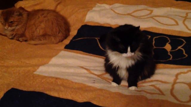 ВРЕДНЫЙ ЩЕНОК МАСИК сделал ЧЕЛЛЕНДЖ 24 часа под КРОВАТЬЮ котов! смотреть онлайн