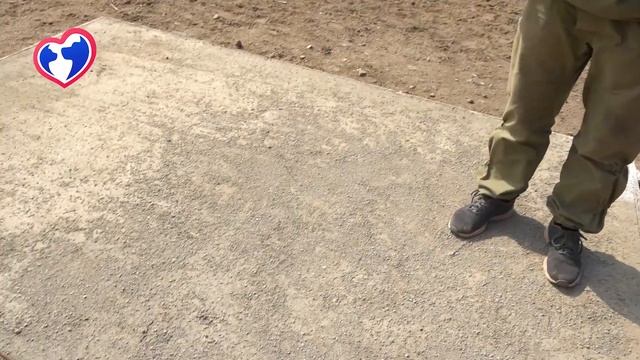 Город собак. Дом для собаки. Лохматый миша хулиганит, а мы продолжаем стройку! Помощь Животным смотреть онлайн