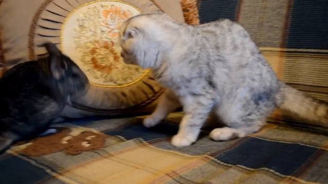 Cat and chinchilla - Кошка и Шиншилла - 猫とチンチラ смотреть онлайн
