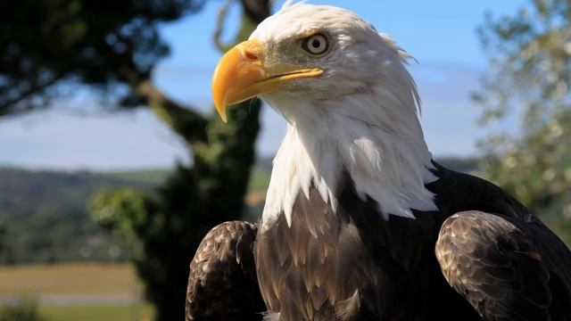 Картинка птица. Beak, the, eagle, view, клюв, взгляд, орел, JPEG. смотреть онлайн