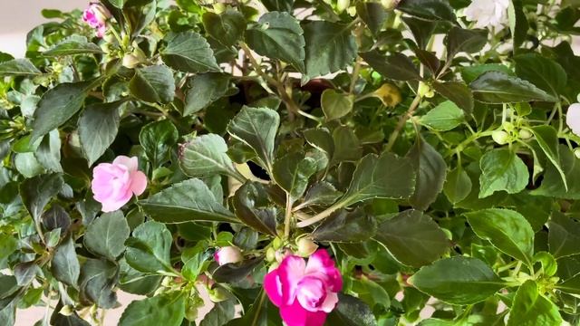 Красивейшие бальзамины и главный секрет их укоренения осенью. смотреть онлайн