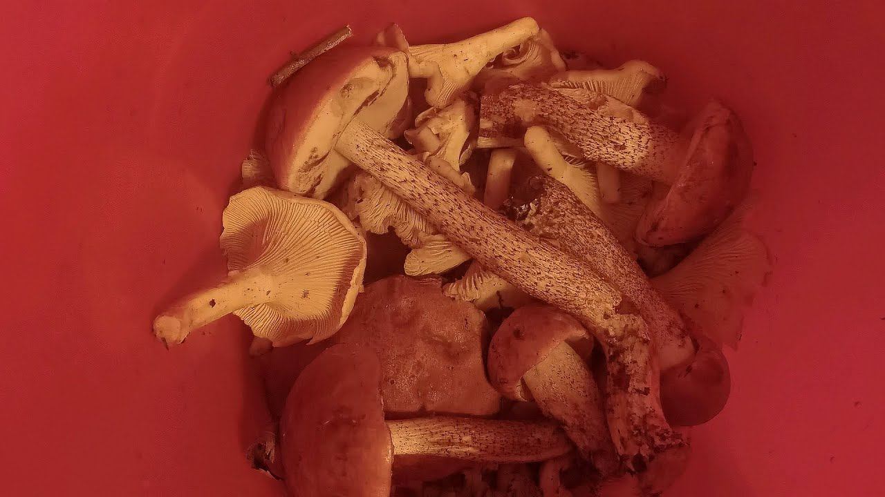 За огородом в лесу грибов нет 15 Августа 2023