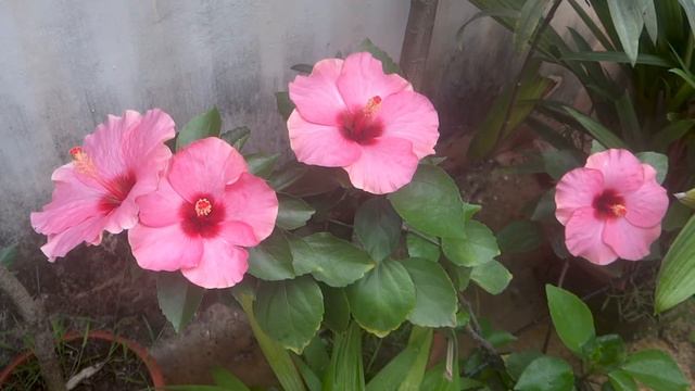 Hibiscus Mystic Pink Flowers in our garden смотреть онлайн