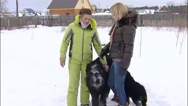 Черный русский терьер смотреть онлайн