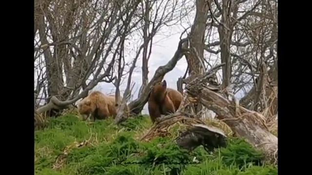 СЛУЧКА МЕДВЕДЕЙ смотреть онлайн