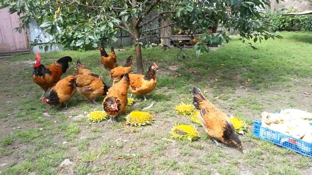 Форверк петух куры Vorwerk 14 августа 2022 смотреть онлайн