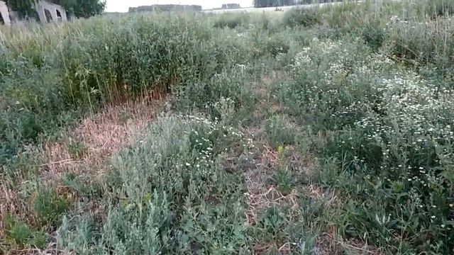 Шприц ветеринарный автоматический для свиноводства. Вьетнамские поросята. смотреть онлайн