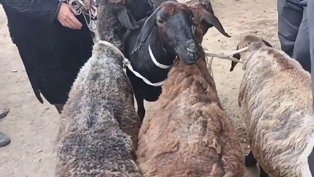 Qashqadaryo Viloyati Koson Tumani Alatoʻn Mol Bozori Qoʻy Narxlari 27.05.2022 Yil