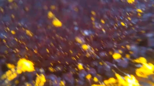 РУДБЕКИЯ, цветет, видео макросъемка, увеличение. Rudbeckia flower смотреть онлайн