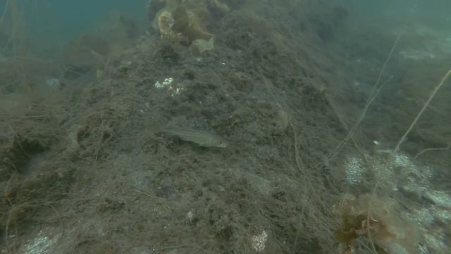 Почему нельзя купаться в прудах и водоемах! смотреть онлайн