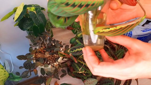 БУДНИ ЦВЕТОВОДА / ОМОЛОЖЕНИЕ МАРАНТЫ / ДРАГОЦЕННАЯ ОРХИДЕЯ ЛУДИЗИЯ смотреть онлайн