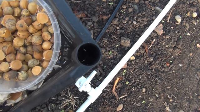 Посадка чеснока Рокамболь смотреть онлайн