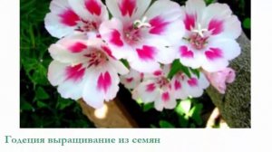 Годеция посадка и уход полив удобрение выращивание из семян