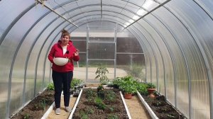 Как вырастить редис в теплице или открытом грунте//Как вырастить крупный редис