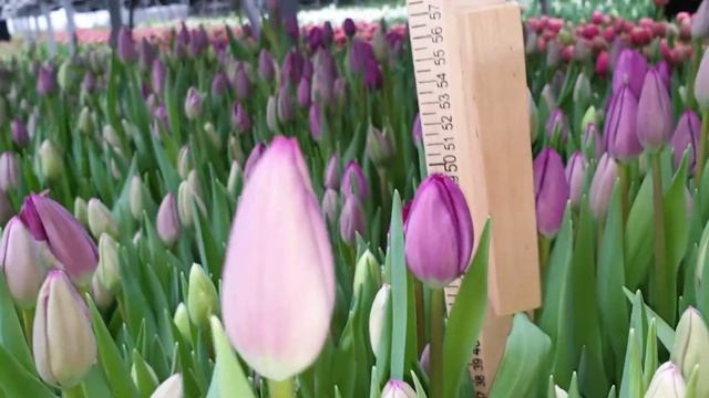 Краткий обзор сортов тюльпанов, которые я вырастил в 2021 году смотреть онлайн