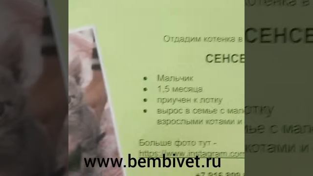Доска объявлений в ветклинике Бемби в Ясенево. 24.03.2019 смотреть онлайн