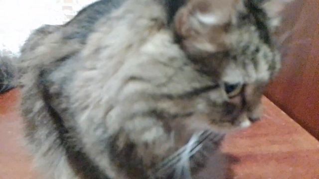 кот сидит на тумбочке. смотреть онлайн