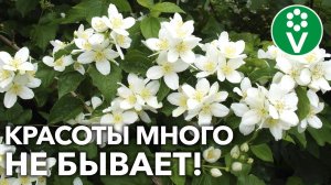 ЧУБУШНИКИ – КАКИЕ ВЫБРАТЬ, ГДЕ ПОСАДИТЬ? Для белоснежной прохлады в разгар лета