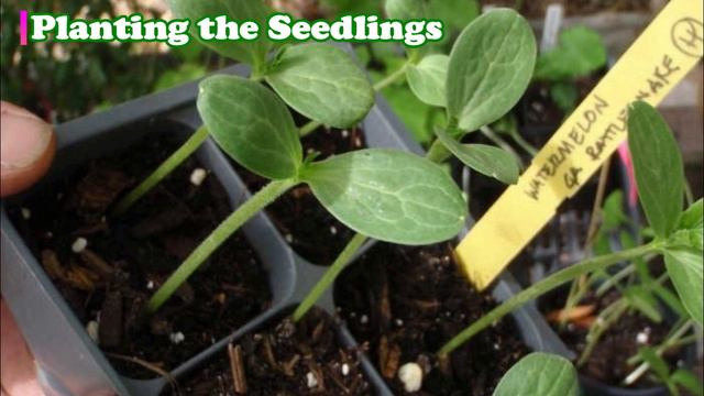 How To Grow, Fertilizing, And Harvesting Watermelon in Pot - Easy Tips to Gardening смотреть онлайн