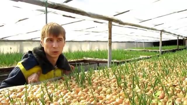 Луковая муха, плесень,конденсат в теплице и другие проблемы смотреть онлайн