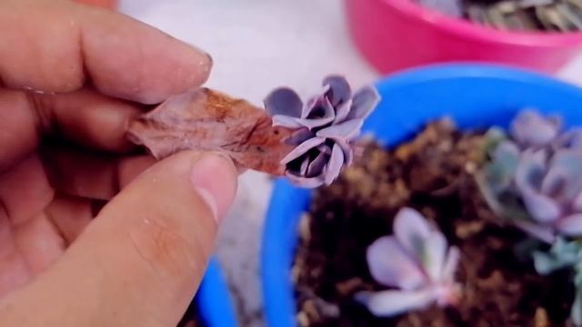 Echeveria Perle Von Nurnberg Reproduccion Suculenta  Donsuculento